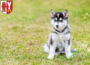 Mehr über den Artikel erfahren Husky Züchter und Welpen im Harz