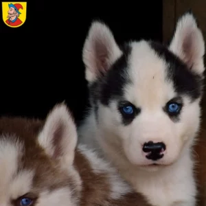 Mehr über den Artikel erfahren Husky Züchter und Welpen in Heidenheim an der Brenz