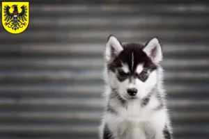 Mehr über den Artikel erfahren Husky Züchter und Welpen in Heilbronn
