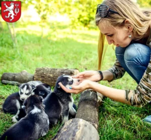 Mehr über den Artikel erfahren Husky Züchter und Welpen in Heinsberg