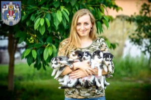 Mehr über den Artikel erfahren Husky Züchter und Welpen in Helmstedt
