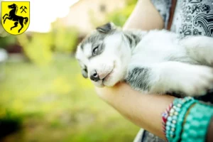 Mehr über den Artikel erfahren Husky Züchter und Welpen in Herne