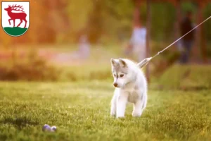 Mehr über den Artikel erfahren Husky Züchter und Welpen in Herzberg (Elster)