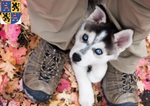 Mehr über den Artikel erfahren Husky Züchter und Welpen in Hildburghausen
