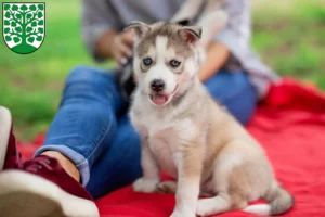 Mehr über den Artikel erfahren Husky Züchter und Welpen in Homburg