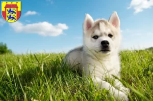Mehr über den Artikel erfahren Husky Züchter und Welpen in Husum
