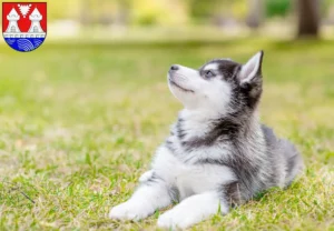 Mehr über den Artikel erfahren Husky Züchter und Welpen in Itzehoe