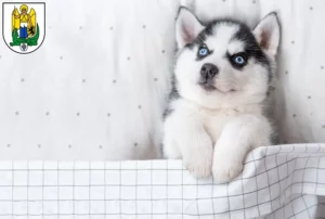 Mehr über den Artikel erfahren Husky Züchter und Welpen in Jena