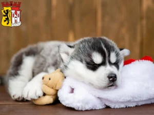 Mehr über den Artikel erfahren Husky Züchter und Welpen in Jülich