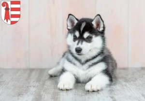 Mehr über den Artikel erfahren Husky Züchter und Welpen in Jura