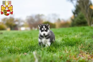 Mehr über den Artikel erfahren Husky Züchter und Welpen in Kärnten