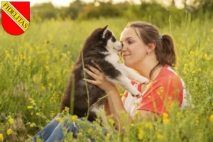 Mehr über den Artikel erfahren Husky Züchter und Welpen in Karlsruhe