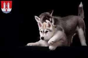 Mehr über den Artikel erfahren Husky Züchter und Welpen in Kelheim