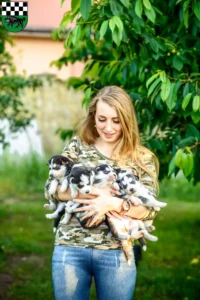 Mehr über den Artikel erfahren Husky Züchter und Welpen in Kirchheimbolanden