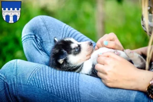 Mehr über den Artikel erfahren Husky Züchter und Welpen in Kitzingen