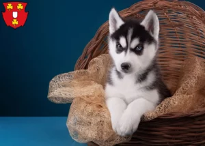 Mehr über den Artikel erfahren Husky Züchter und Welpen in Kleve