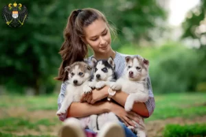 Mehr über den Artikel erfahren Husky Züchter und Welpen in Köln