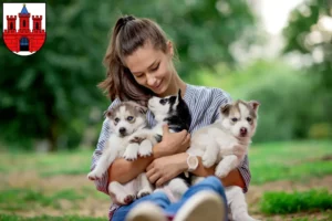 Mehr über den Artikel erfahren Husky Züchter und Welpen in Köthen (Anhalt)