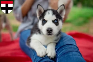 Mehr über den Artikel erfahren Husky Züchter und Welpen in Konstanz