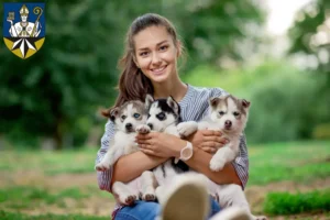 Mehr über den Artikel erfahren Husky Züchter und Welpen in Korbach