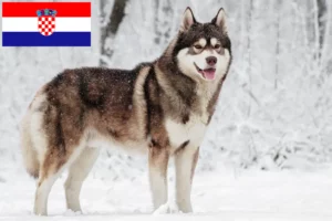 Mehr über den Artikel erfahren Husky Züchter und Welpen in Kroatien