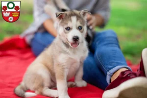 Mehr über den Artikel erfahren Husky Züchter und Welpen in Kronach
