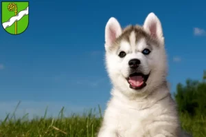 Mehr über den Artikel erfahren Husky Züchter und Welpen in Kusel