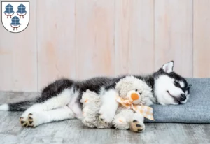 Mehr über den Artikel erfahren Husky Züchter und Welpen in Landshut