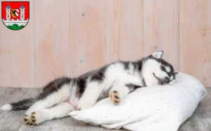 Mehr über den Artikel erfahren Husky Züchter und Welpen in Lauf an der Pegnitz