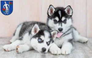 Mehr über den Artikel erfahren Husky Züchter und Welpen in Lauterbach (Hessen)
