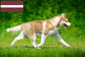 Mehr über den Artikel erfahren Husky Züchter und Welpen in Lettland