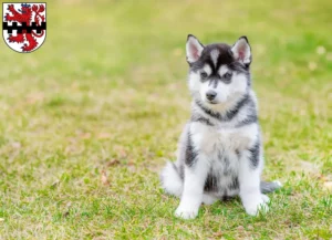 Mehr über den Artikel erfahren Husky Züchter und Welpen in Leverkusen