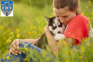 Mehr über den Artikel erfahren Husky Züchter und Welpen in Limburg an der Lahn