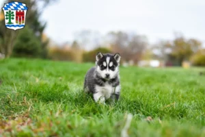 Mehr über den Artikel erfahren Husky Züchter und Welpen in Lindau