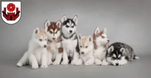 Mehr über den Artikel erfahren Husky Züchter und Welpen in Lippstadt