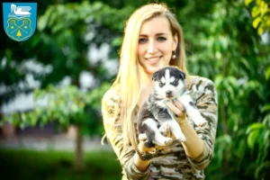 Mehr über den Artikel erfahren Husky Züchter und Welpen in Luckenwalde