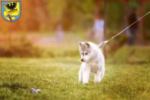 Mehr über den Artikel erfahren Husky Züchter und Welpen in Ludwigsburg