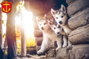 Mehr über den Artikel erfahren Husky Züchter und Welpen in Ludwigshafen am Rhein