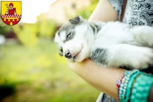Mehr über den Artikel erfahren Husky Züchter und Welpen in Lüdenscheid