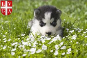 Mehr über den Artikel erfahren Husky Züchter und Welpen in Lugano