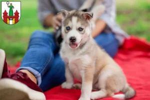 Mehr über den Artikel erfahren Husky Züchter und Welpen in Magdeburg