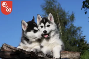 Mehr über den Artikel erfahren Husky Züchter und Welpen in Mainz