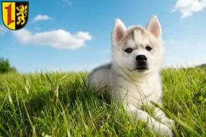Mehr über den Artikel erfahren Husky Züchter und Welpen in Mannheim