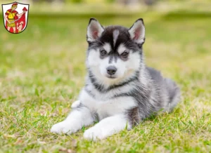 Mehr über den Artikel erfahren Husky Züchter und Welpen in Marktoberdorf