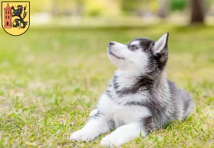 Mehr über den Artikel erfahren Husky Züchter und Welpen in Meißen