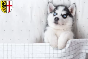 Mehr über den Artikel erfahren Husky Züchter und Welpen in Memmingen