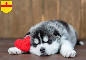 Mehr über den Artikel erfahren Husky Züchter und Welpen in Meppen