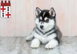 Mehr über den Artikel erfahren Husky Züchter und Welpen in Merzig