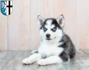 Mehr über den Artikel erfahren Husky Züchter und Welpen in Meschede