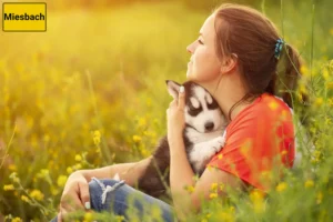 Mehr über den Artikel erfahren Husky Züchter und Welpen in Miesbach